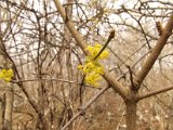 028 fiore Corniolo.JPG